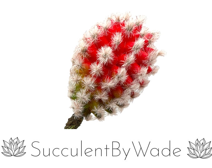 Faux Succulent Pick - Cactus