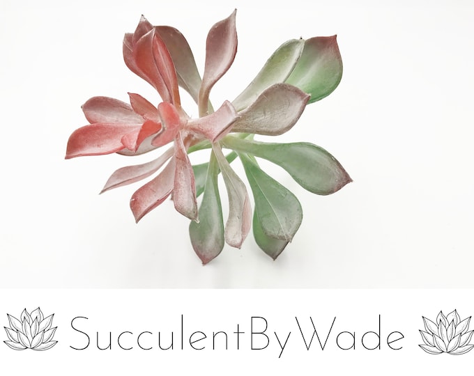 Faux Succulent Pick - Echeveria