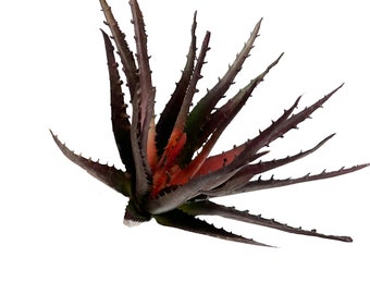 Künstlicher Sukkulenten-Plektrum - Aloe