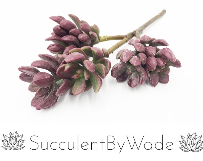 Faux Succulent Pick - Sedum