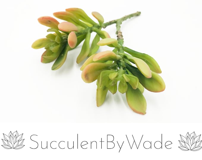 Faux Succulent Pick - Senecio