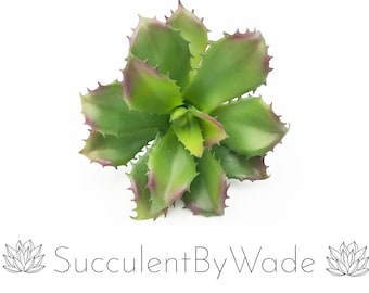 Faux Cactus  Pick