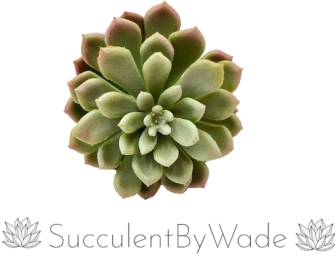 Faux Succulent Pick - Echeveria