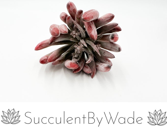 Faux Succulent Pick - Aeonium