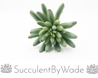 Escolha de suculentas artificiais - Aeonium