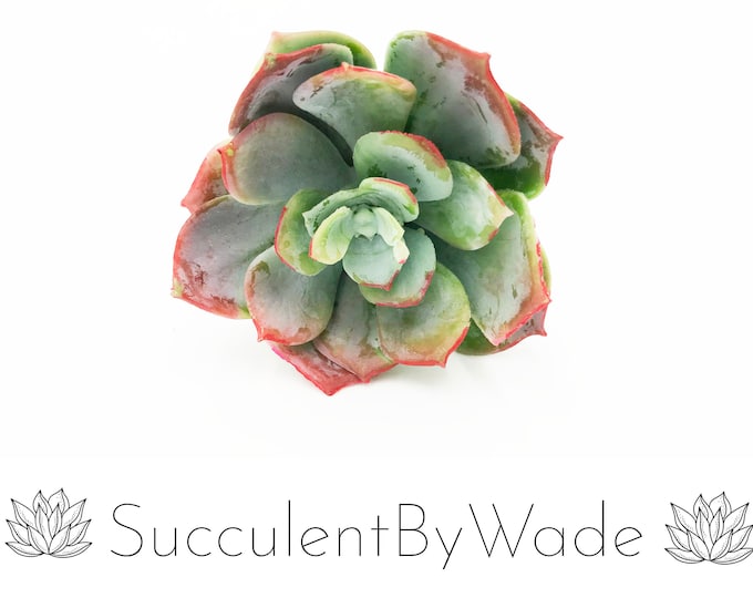 Faux Succulent Pick - Echeveria