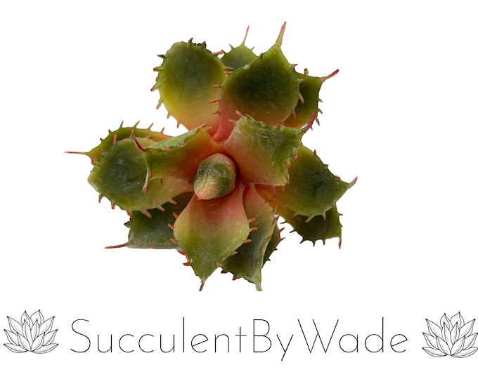 Faux Succulent Pick - Cactus