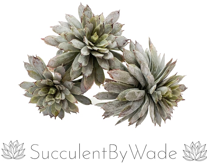 Faux Succulent Pick - Chick and Hen