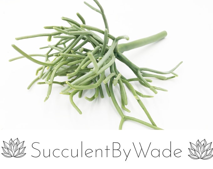 Faux Pencil Cactus Pick