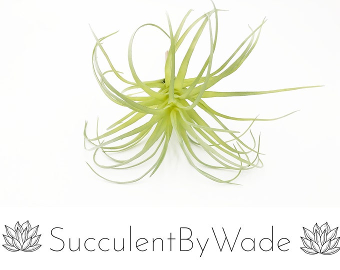 Faux Tillandsia Pick