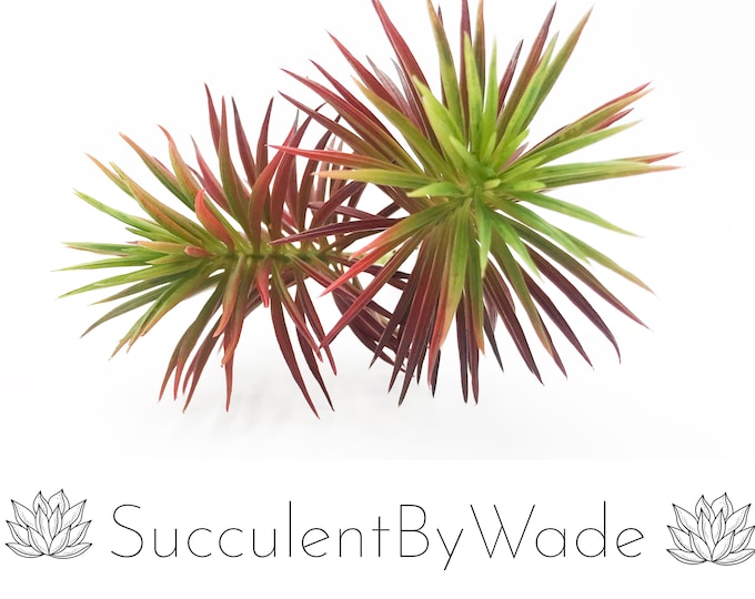 Faux Senecio Pick - Senecio