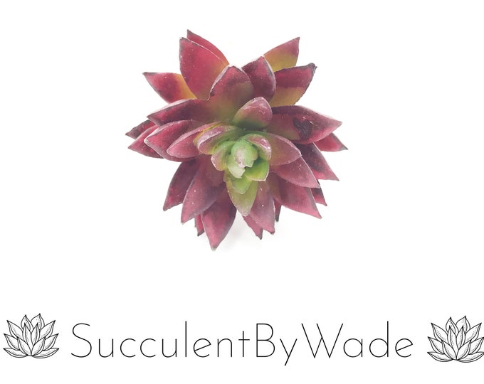 Faux Succulent Pick