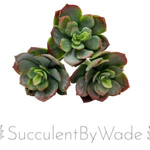 May include: Three green succulents with red edges, arranged in a triangular shape against a white background. The succulents have a dusty, textured appearance.