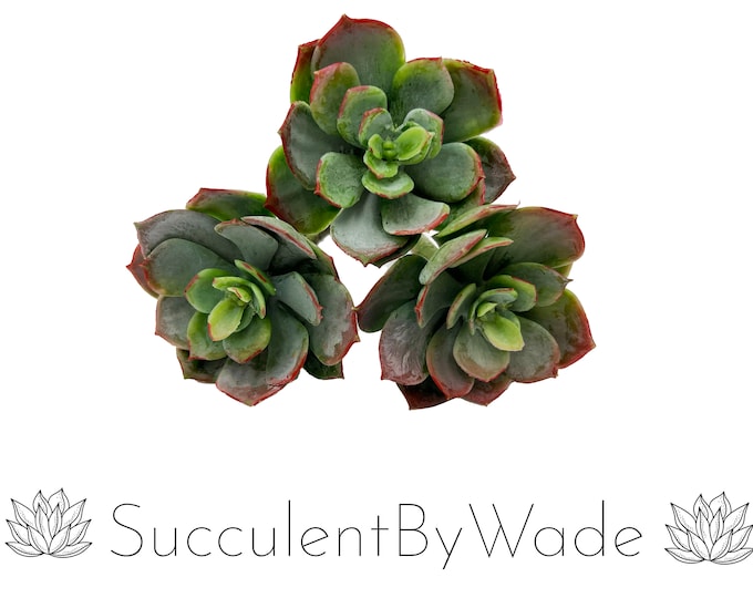 Set of 10 - Faux Succulent Pick - Echeveria