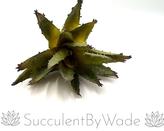 Imitat-Aloe-Pick