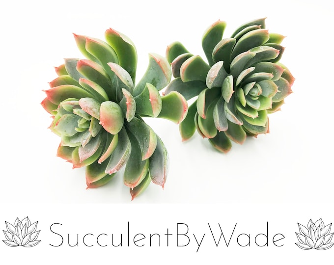Faux Succulent Pick - Echeveria