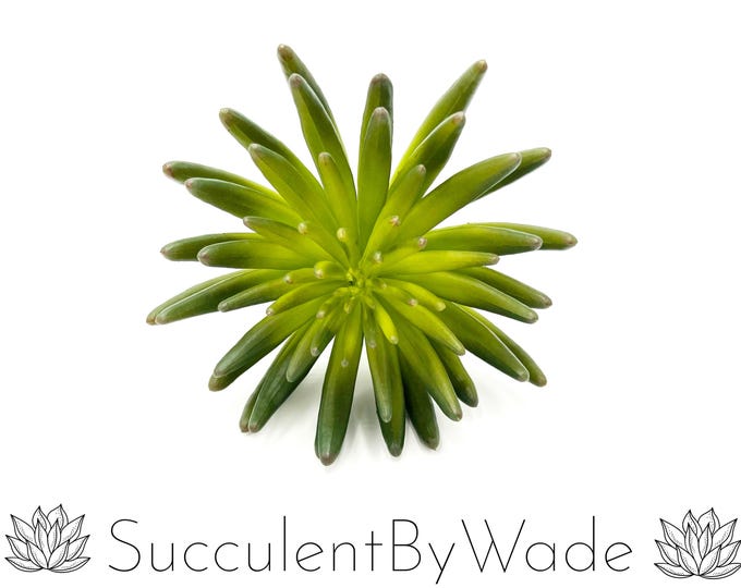 Faux Succulent Pick - Aeonium