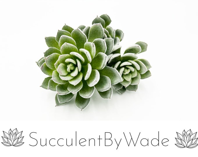 Faux Succulent Pick - Hen and Chick