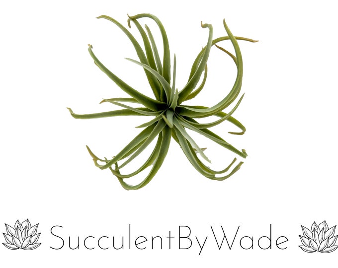 Faux Succulent Pick - Tillandsia