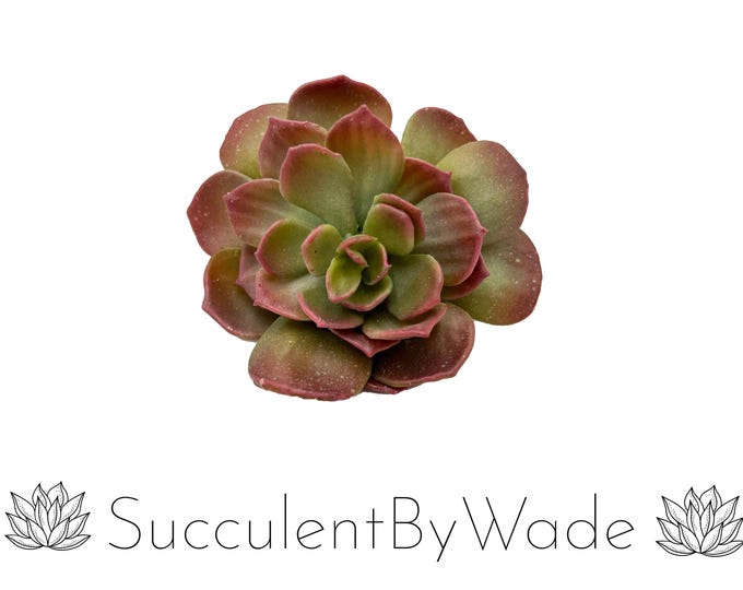 Faux Succulent Pick - Echeveria - Naturally Inspired Series