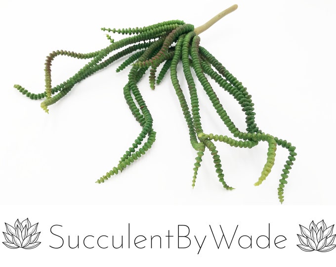 Faux Succulent Pick - String of Pearls