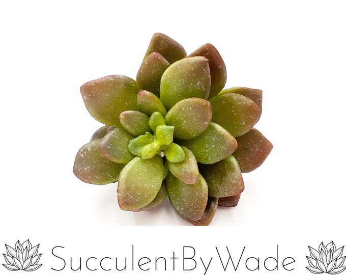 Faux Succulent Pick - Echeveria - Naturally Inspired Series