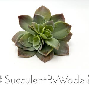 May include: A close-up of a succulent plant with green leaves and reddish-brown edges. The plant is arranged in a rosette shape, with the leaves overlapping each other.