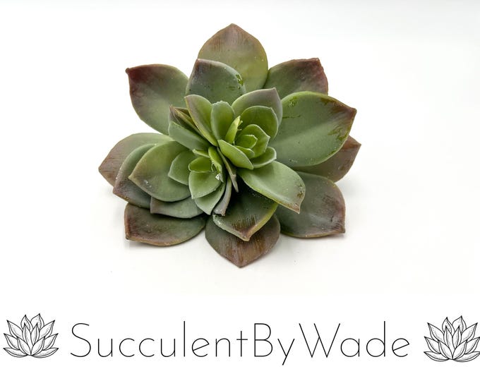 Faux Succulent Pick - Echeveria - Naturally Inspired Series