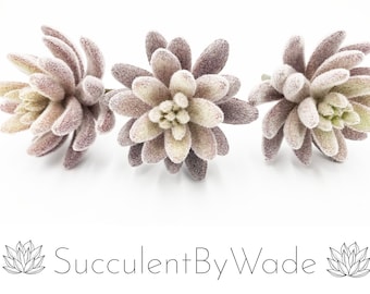 Escolha Suculenta Falso - Aeonium