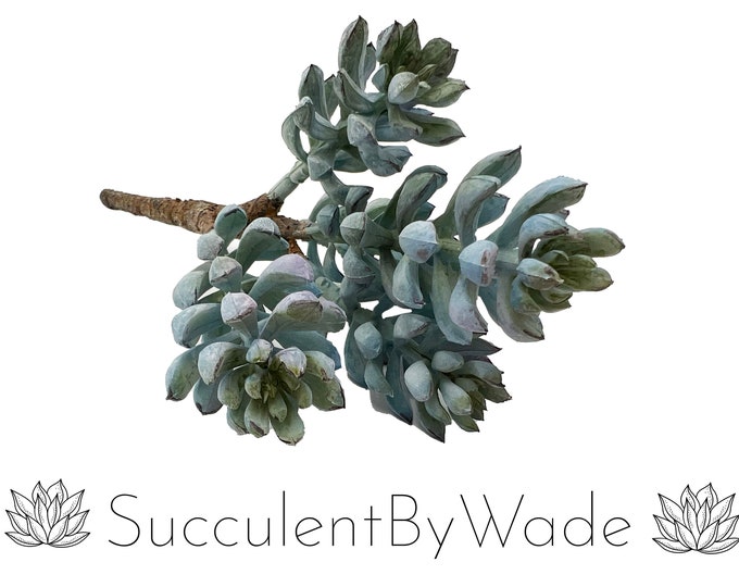 Faux Succulent Pick - Senecio