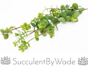 Selección de suculentas falsas