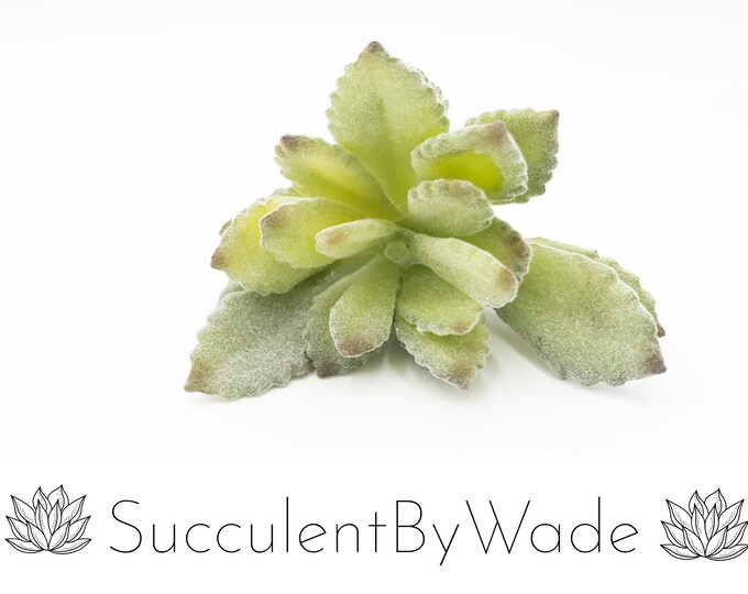 Faux Succulent Pick
