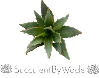 Faux Succulent Pick - Cactus