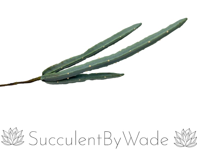 Faux Succulent Pick - Cactus