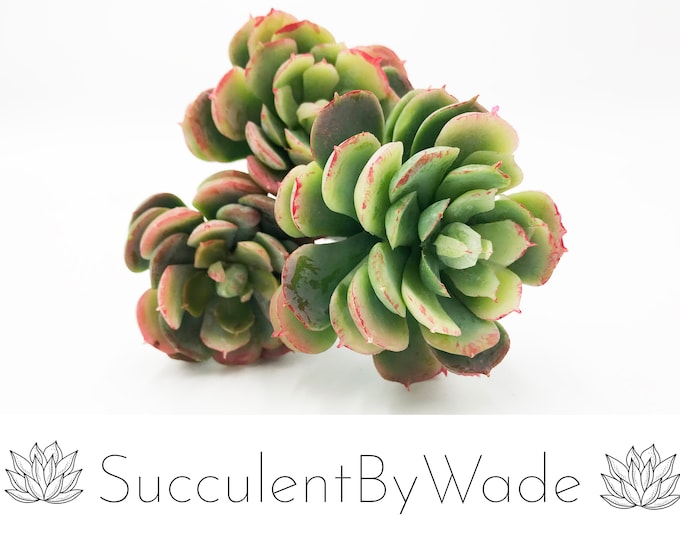 Faux Succulent Pick - Hen and Chick