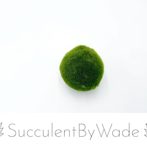 May include: A single, round, green moss ball. The moss ball is a popular addition to terrariums and aquariums.