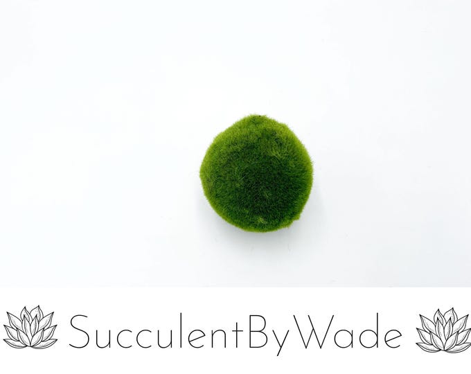 Beautiful faux Moss ball