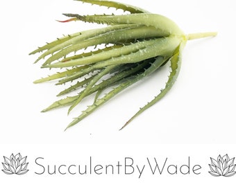 Imitat-Aloe-Pick