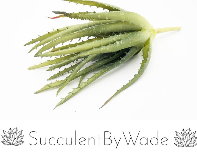 Faux Aloe Pick