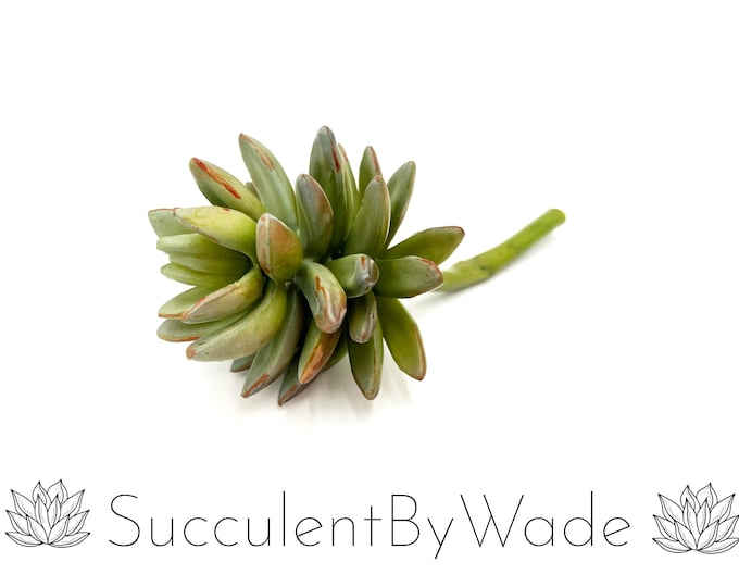 Faux Succulent Pick - Pachyphytum - Naturally Inspired Series