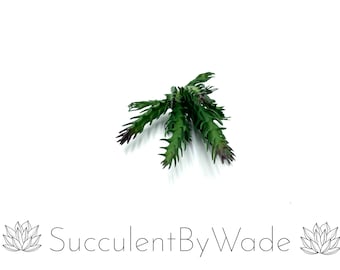 Faux Succulent Pick - Cactus