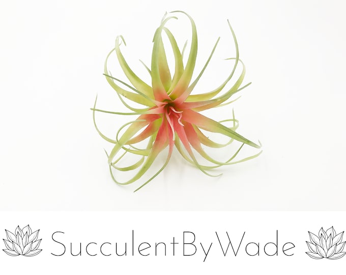 Faux Tillandsia Pick