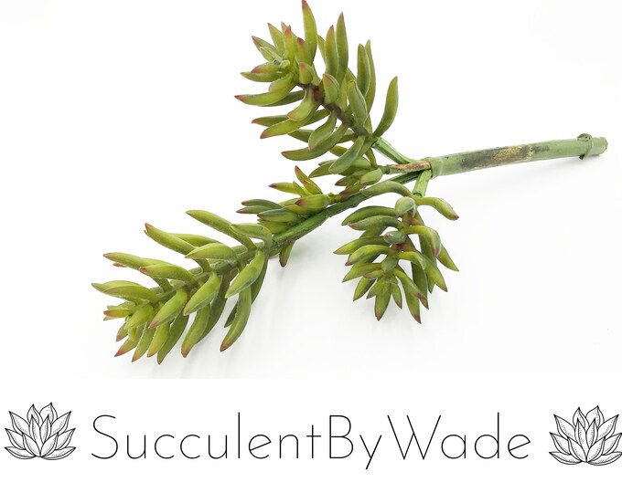 Faux Succulent Pick