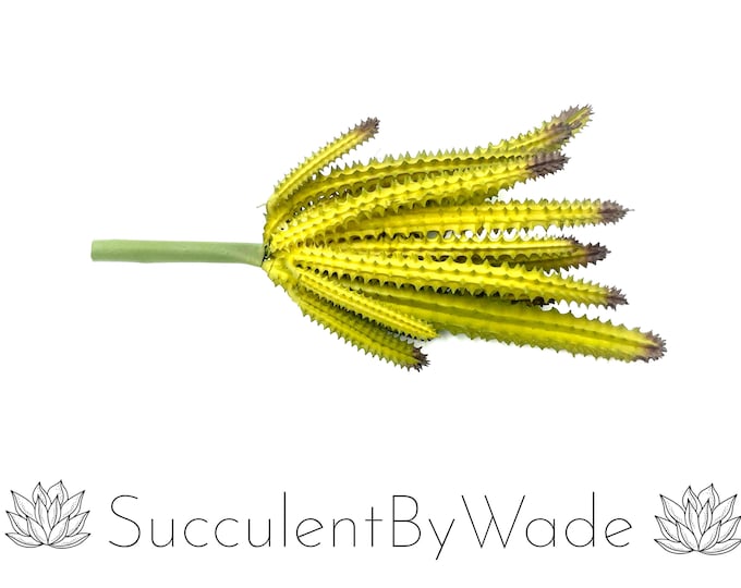 Faux Succulent Pick - Cactus