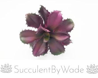 Faux Cactus Pick