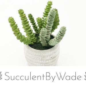 Beautiful faux succulent arrangement
