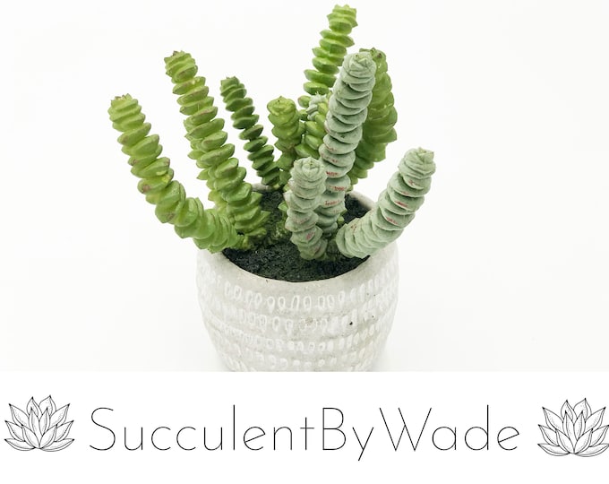 Beautiful faux succulent arrangement