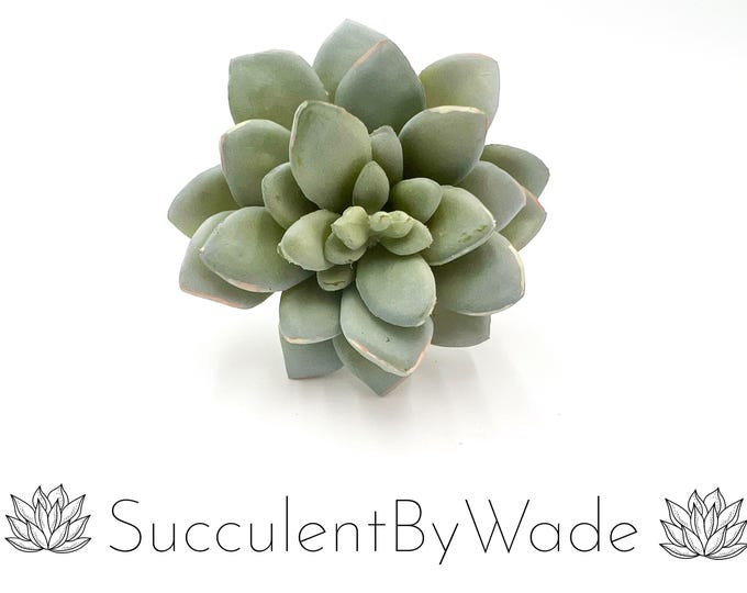 Faux Succulent Pick - Echeveria - Naturally Inspired Series