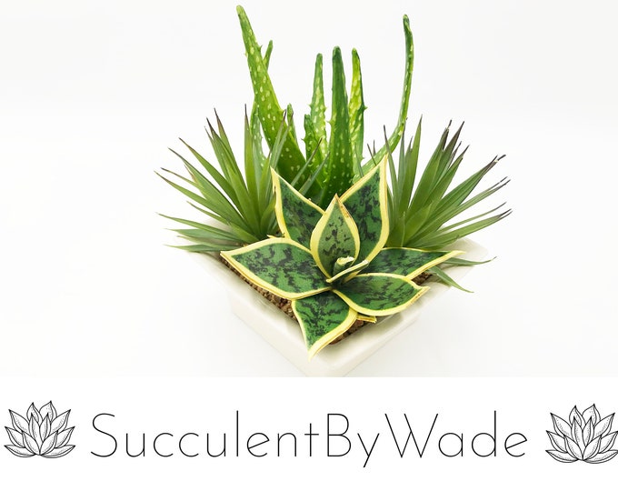 Beautiful Aloe Cactus arrangement