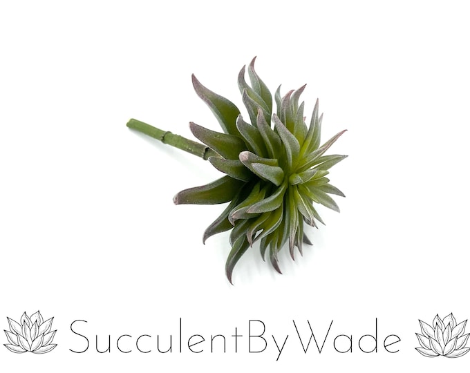 Faux Succulent Pick - Echeveria